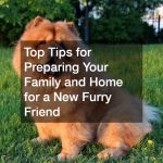 Top Tips for Preparing Your Family and Home for a New Furry Friend
