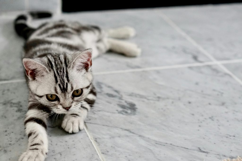 Why Is My Cat Scratching the Floor? Understanding Horizontal vs. Vertical Scratching