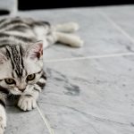 Why Is My Cat Scratching the Floor? Understanding Horizontal vs. Vertical Scratching