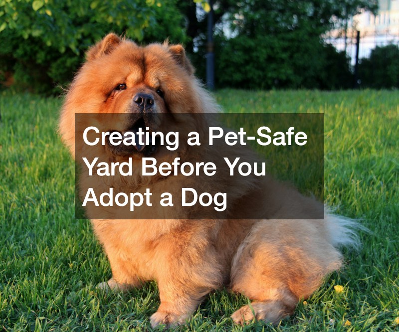 Creating a Pet-Safe Yard Before You Adopt a Dog